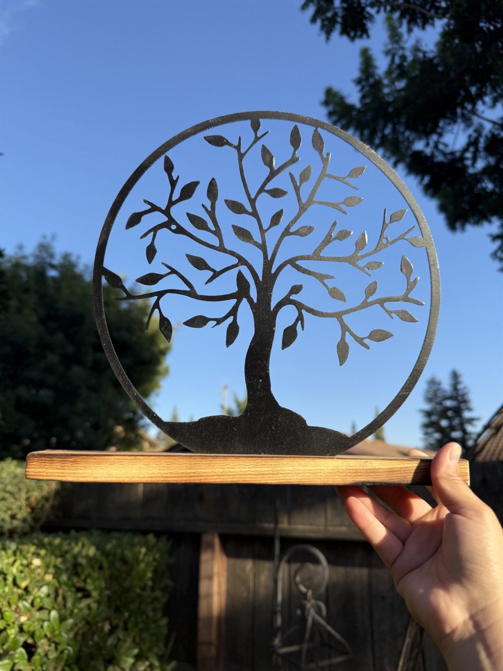 A tree with fine-cut leaves inside a steel ring.